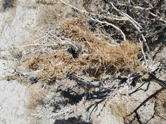 Cuscuta psorothamnensis