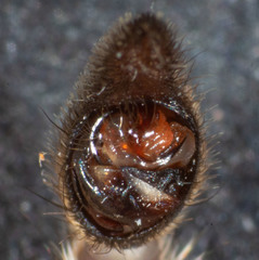 Tasmanicosa godeffroyi