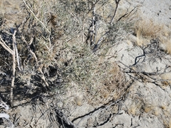 Cuscuta psorothamnensis