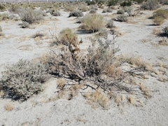 Cuscuta psorothamnensis