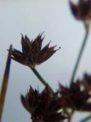 Juncus prismatocarpus