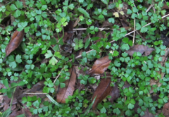 Hydrocotyle tripartita