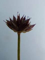 Juncus prismatocarpus