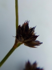 Juncus prismatocarpus