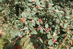 Cotoneaster sternianus