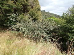 Cotoneaster sternianus