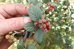 Cotoneaster sternianus