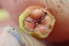 Cotoneaster sternianus