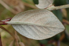 Cotoneaster sternianus