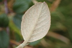 Cotoneaster sternianus