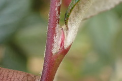 Cotoneaster sternianus