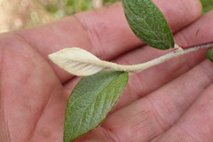 Cotoneaster sternianus