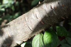 Cotoneaster sternianus
