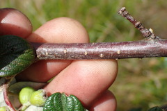 Cotoneaster sternianus