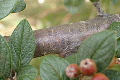 Cotoneaster sternianus