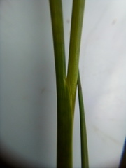 Juncus prismatocarpus