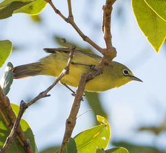 Zosterops luteus
