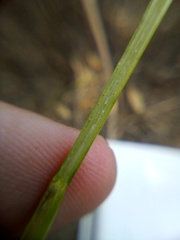 Juncus prismatocarpus