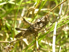 Xyleus discoideus venezuelae