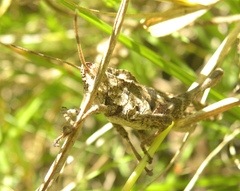 Xyleus discoideus venezuelae