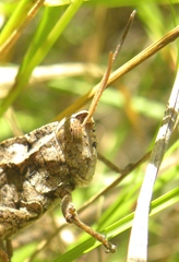 Xyleus discoideus venezuelae