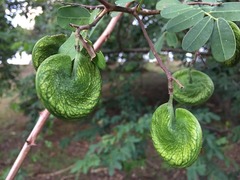 Machaerium lunatum