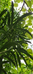 Pseudopanax crassifolius × lessonii