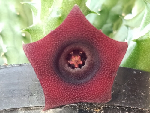 Huernia schneideriana