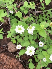 Lantana peduncularis
