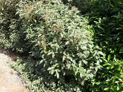 Olearia × macrodonta