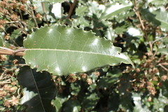 Olearia × macrodonta