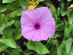 Ipomoea setifera