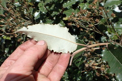 Olearia × macrodonta