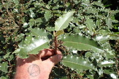 Olearia × macrodonta