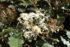 Olearia × macrodonta