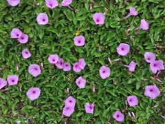 Ipomoea setifera