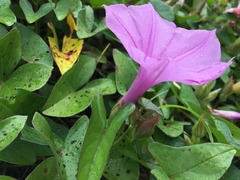Ipomoea setifera