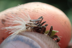 Olearia × macrodonta