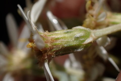 Olearia × macrodonta