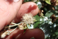 Olearia × macrodonta