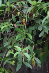 Ternstroemia