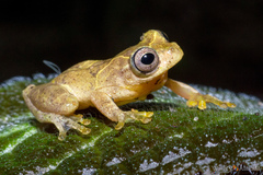 Dendropsophus