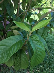 Callicarpa ampla
