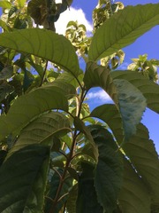 Callicarpa ampla