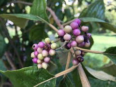 Callicarpa ampla