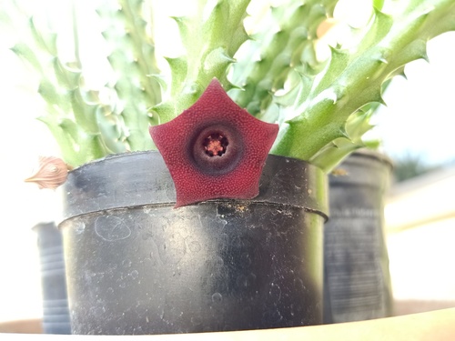 Huernia schneideriana