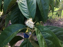 Callicarpa ampla