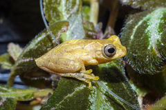 Dendropsophus
