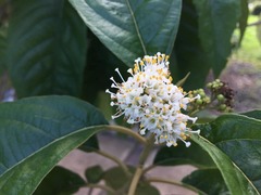 Callicarpa ampla
