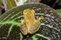 Dendropsophus